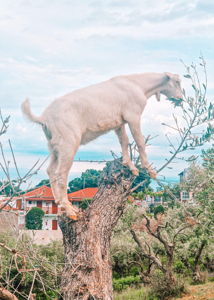 Goat o a tree in Skiathos