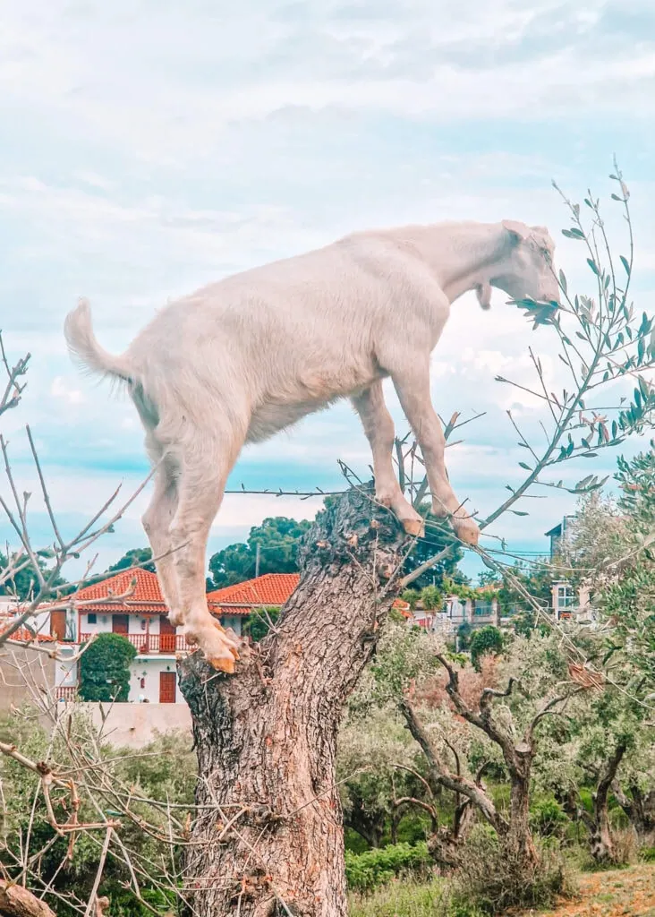 A white goat balances on the trunk of a gnarled tree, nibbling on the leaves of a nearby branch. The background features red-roofed houses and lush greenery, with a cloudy blue sky above. The scene captures an unusual yet charming moment of a goat climbing in search of food.
