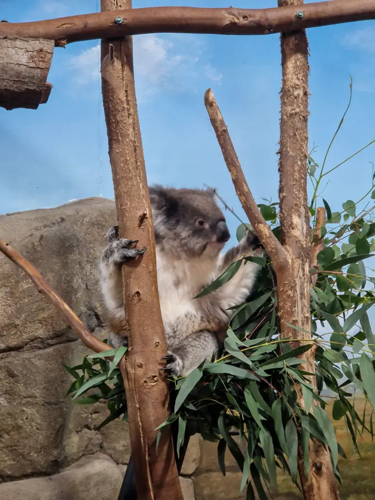 Koala bear at Longleat