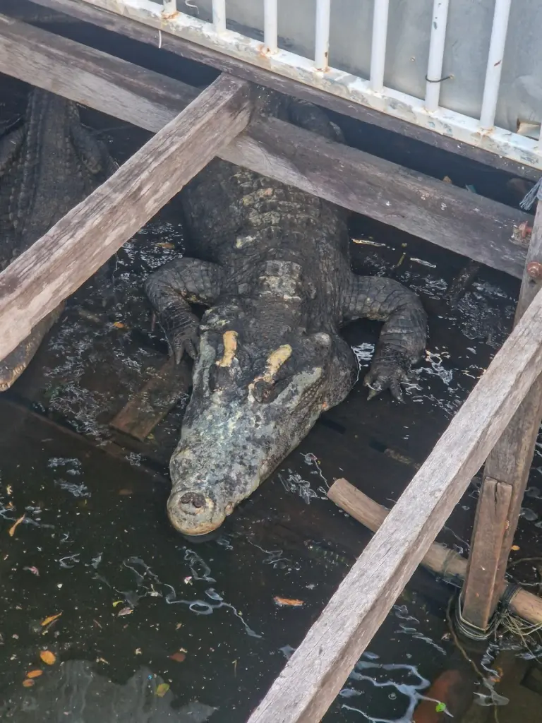 Crocodile at a crocodile farm, Tonle Sap lake