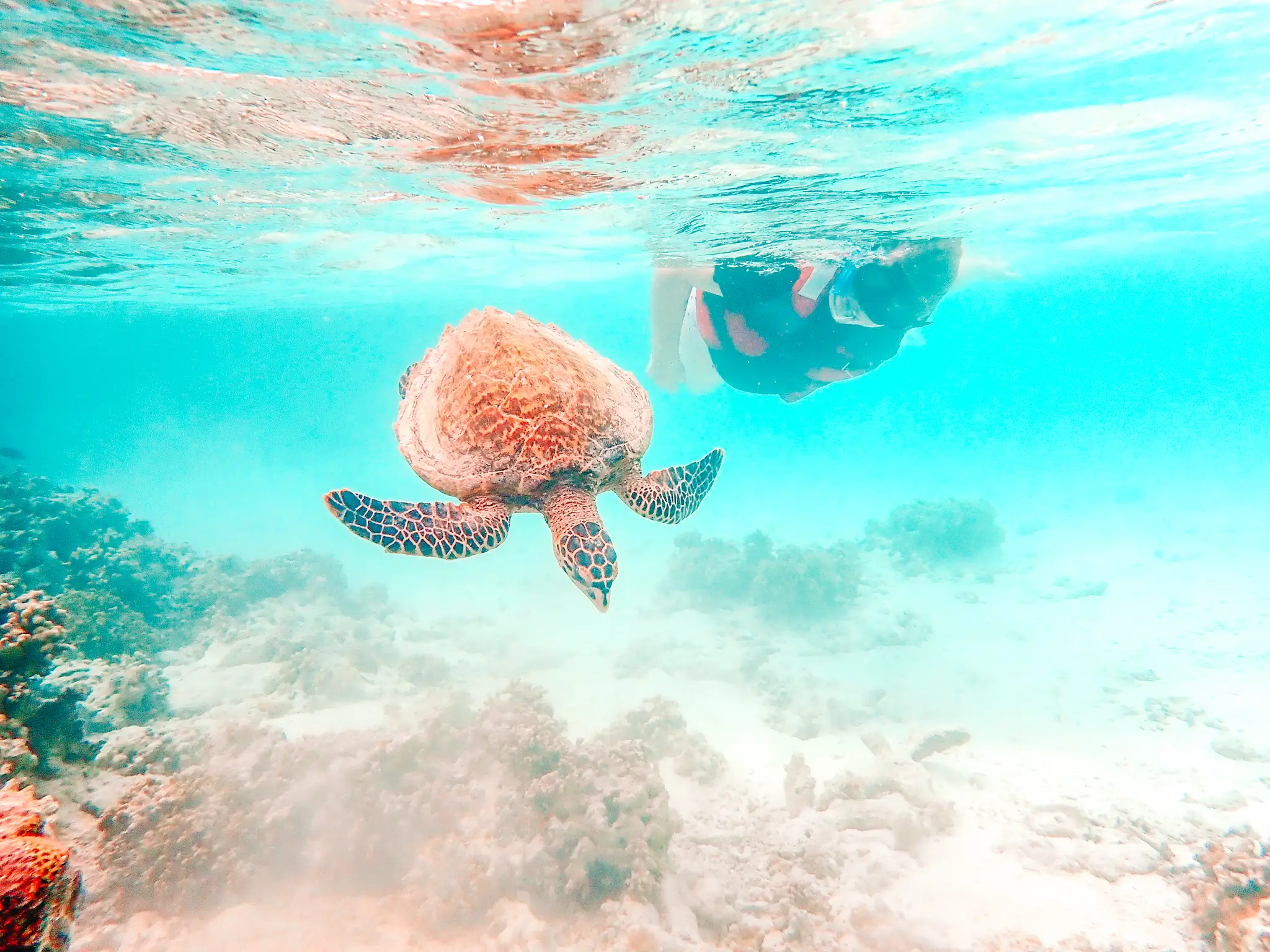 Em snorkelling with a tutrle in the Maldives