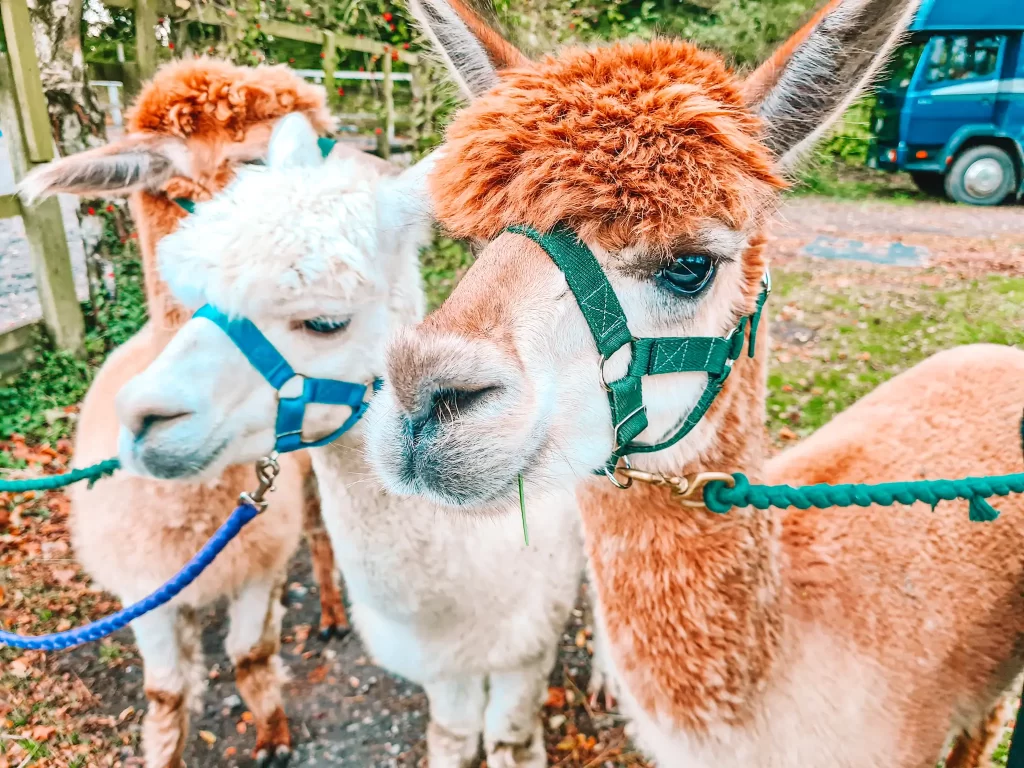 three alpacas with lead halters
