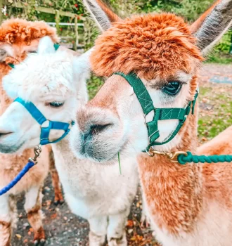 three alpacas with lead halters