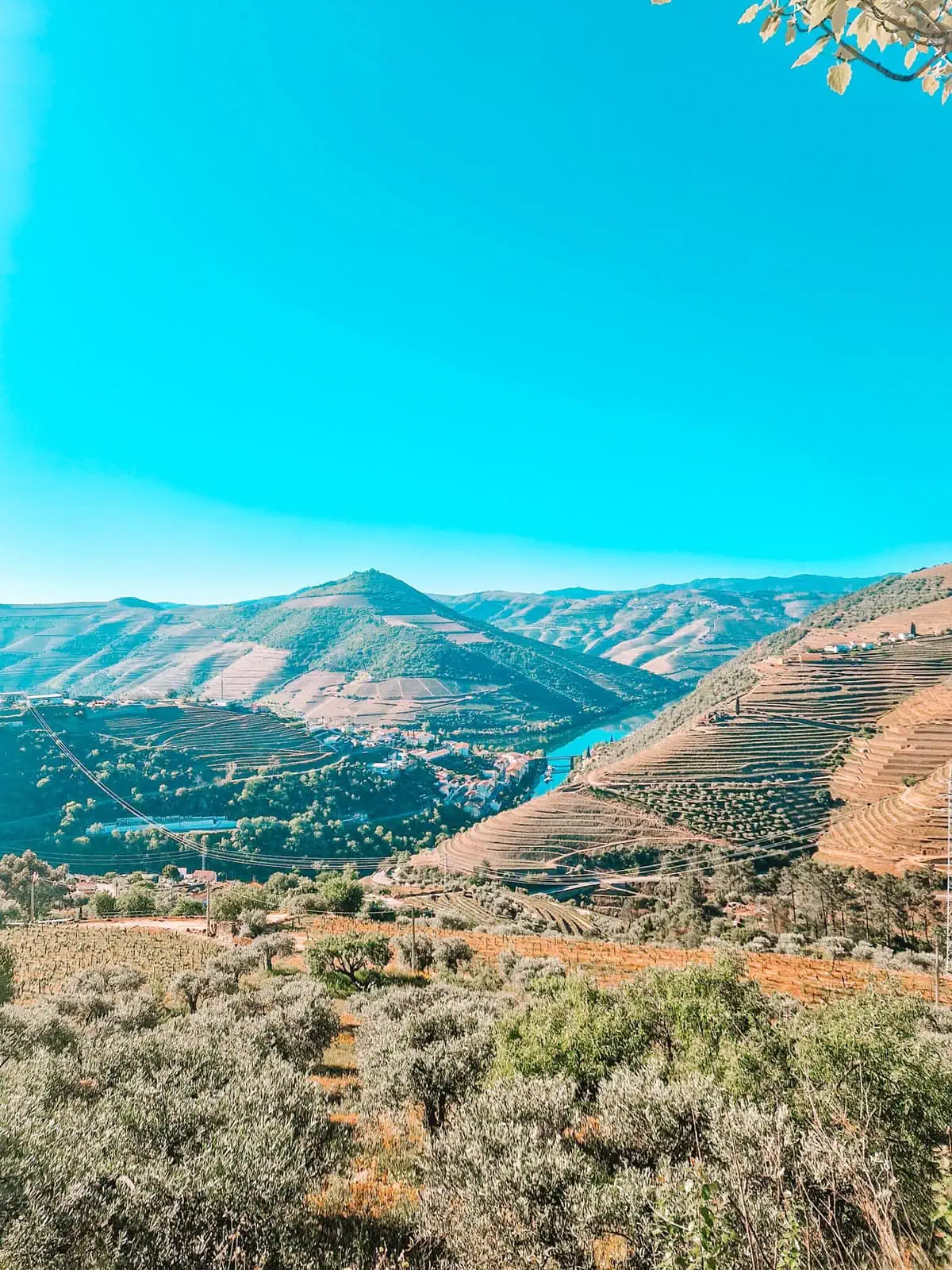 A scenic view of the Douro Valley in Portugal, with rolling vineyard-covered hills, a river winding through the valley, and a small village nestled between the slopes. The foreground features olive trees and terraced vineyards under a bright blue sky.