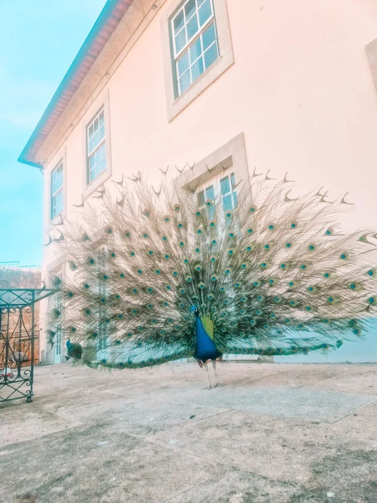 A vibrant peacock stands in an outdoor courtyard, displaying its fully fanned iridescent tail against a pale-colored building under a clear blue sky.