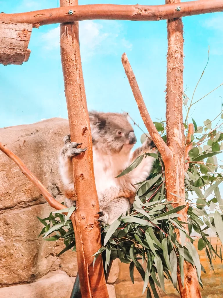 Koala bear on eucalyptus tree