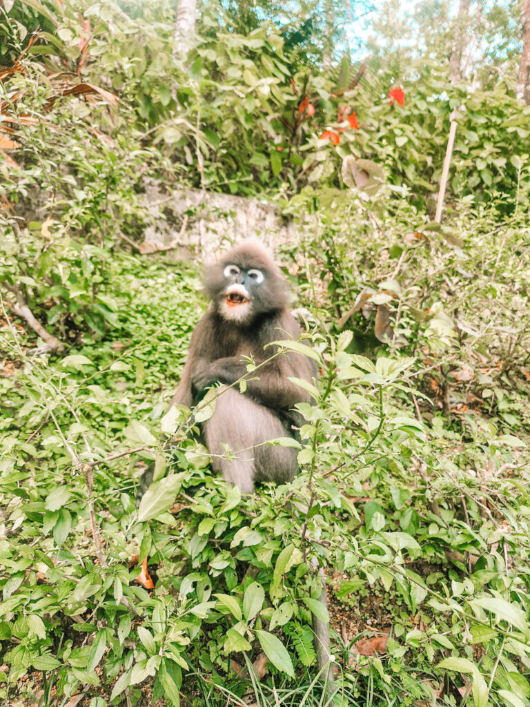 black monkey with big white circles around eyes in leaves