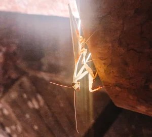 Mantis on a branch