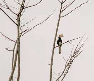 A black and white hornbill perches on a bare tree branch against a pale sky. The bird has a large, curved yellow beak and appears to be calling out. The tree is mostly bare, with only a few thin twigs extending from its branches.