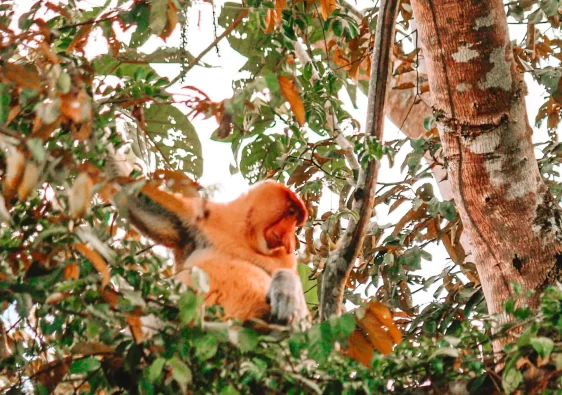 Proboscis monkey on a tree