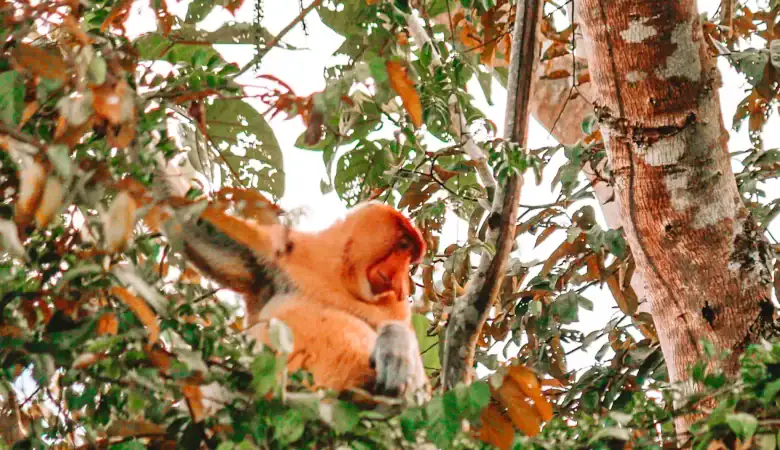 A proboscis monkey with golden-orange fur sits high in the treetops, partially hidden by green leaves. Its large, distinctive nose is visible as it looks to the side. The scene is filled with dense jungle foliage.