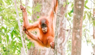 Small orangutan in trees