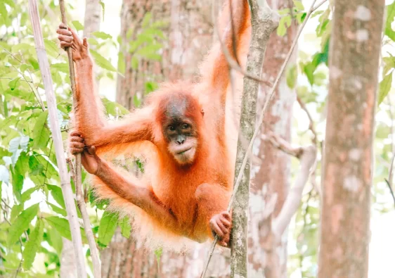 Small orangutan in trees