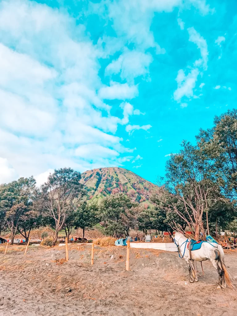 A white horse with a blue saddle stands near a wooden fence, facing a lush green mountain under a bright blue sky. Trees frame the scene, and people are visible in the background, exploring the area.