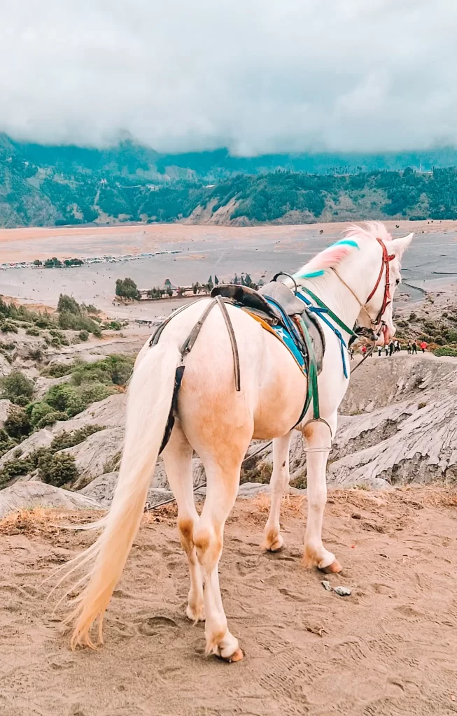 A white horse with a long, flowing tail and multicoloured unicorn mane stands on a dirt trail overlooking a vast volcanic landscape. It is saddled with colorful riding gear, including a bridle with red and blue accents. In the distance, small buildings and vehicles dot the barren terrain, with lush green mountains covered in mist in the background.