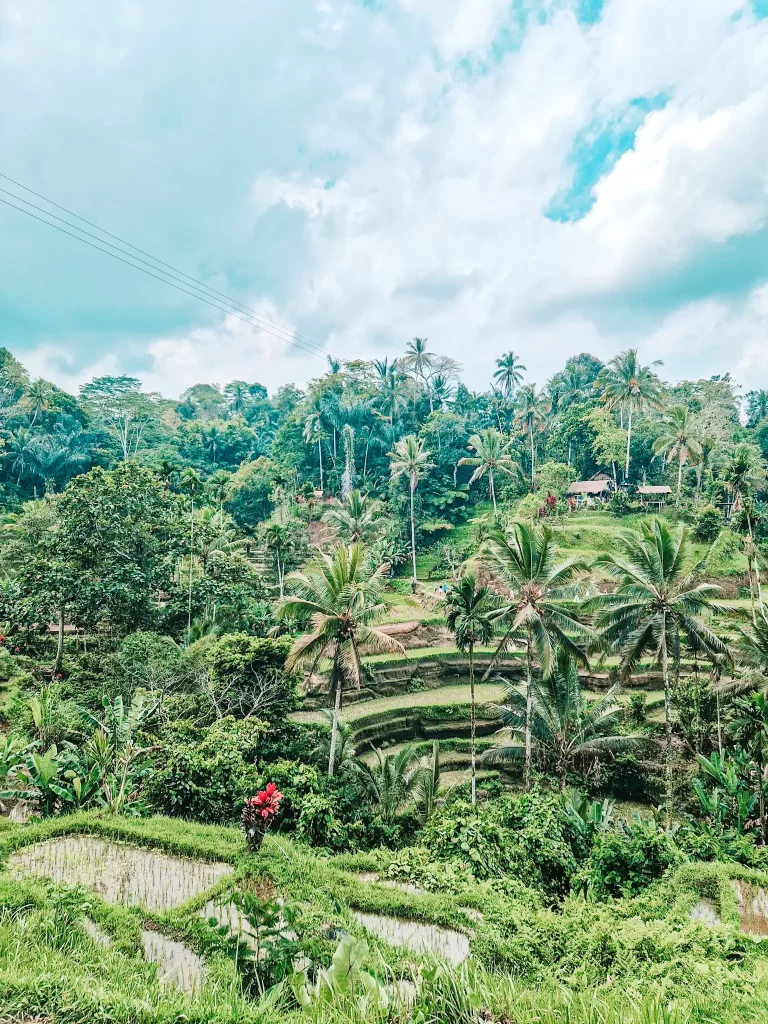 A panoramic view of Bali’s famous Tegalalang Rice Terraces, featuring layered green fields, towering palm trees, and a cloudy blue sky.