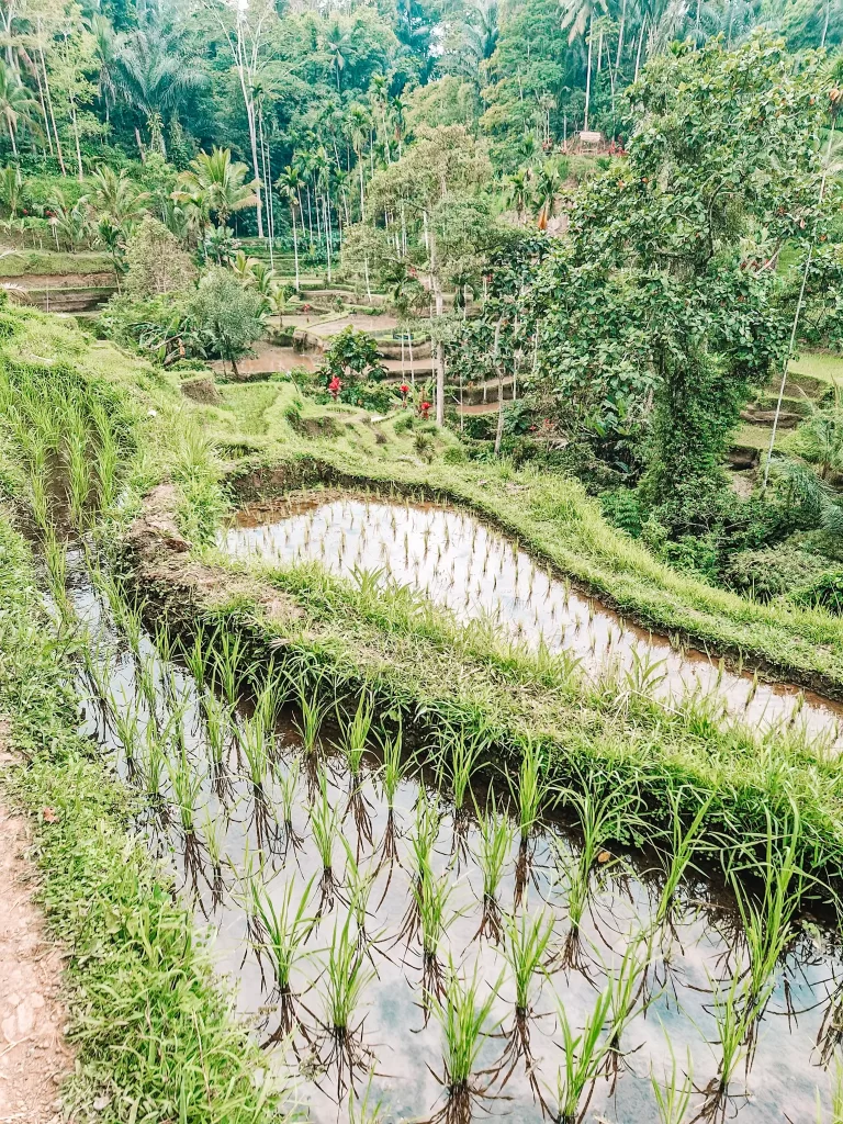 A close-up view of Bali’s iconic terraced rice fields, showing young rice plants growing in water-filled paddies. The terraces curve along the hillside, bordered by lush green grass and surrounded by towering palm trees. The vibrant landscape reflects the region’s rich agricultural traditions.