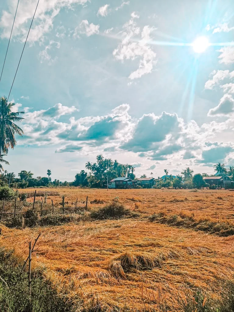 A golden rice field stretches out under a bright blue sky, with palm trees and small houses in the distance. The sun shines brightly, casting a warm glow over the landscape, while soft clouds drift across the sky.