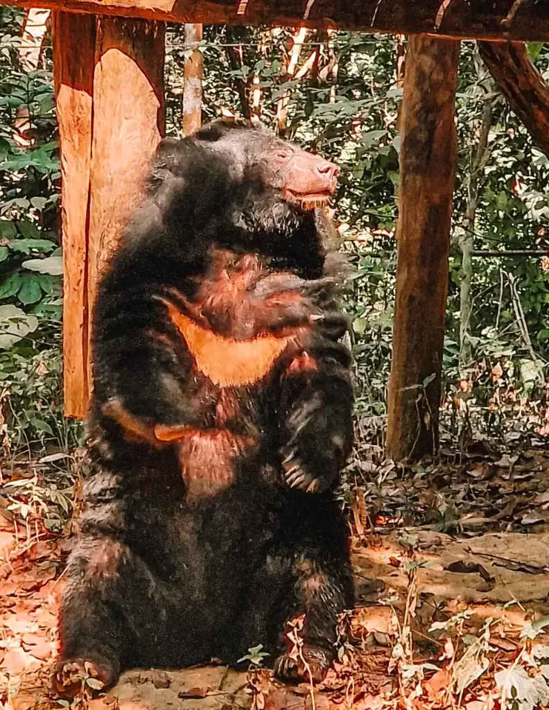 A rescued sun bear lounging at the Tat Kuang Si Bear Rescue Centre, a heartwarming and educational visit that’s one of the best things to do in Luang Prabang.