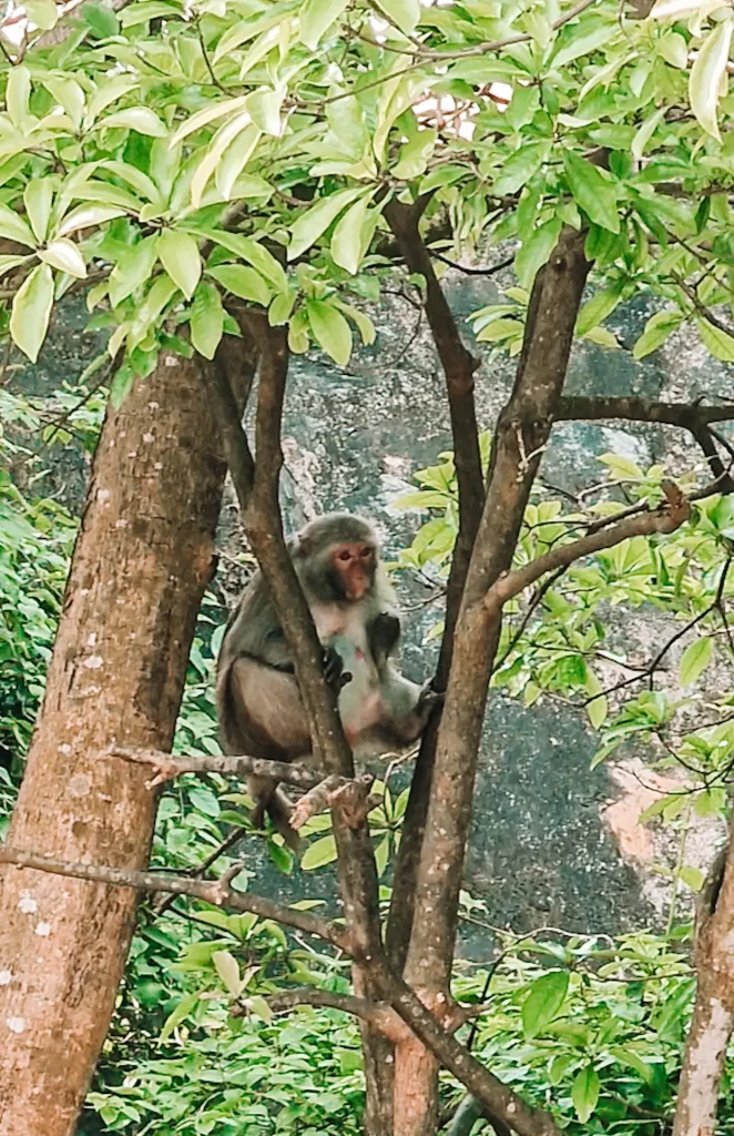 A close-up shot of a monkey sitting in the fork of a leafy tree branch, partially hidden among green leaves. The monkey faces forward with its paws resting on its lap, and a rocky background is visible behind the tree.