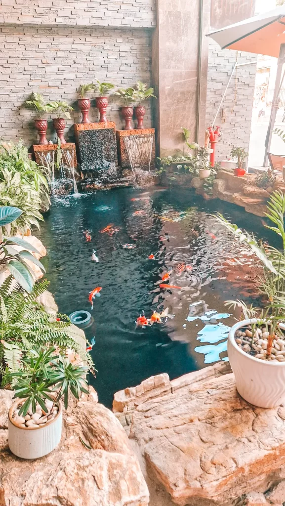A  koi pond is surrounded by greenery with three water fountains against teh back wall. Fish are visible swimming in the pond and there are ornate vses wtih ferns on top of the foundtains. There is a Vietnamese-style cafe chair visible at the edge of the picture. 