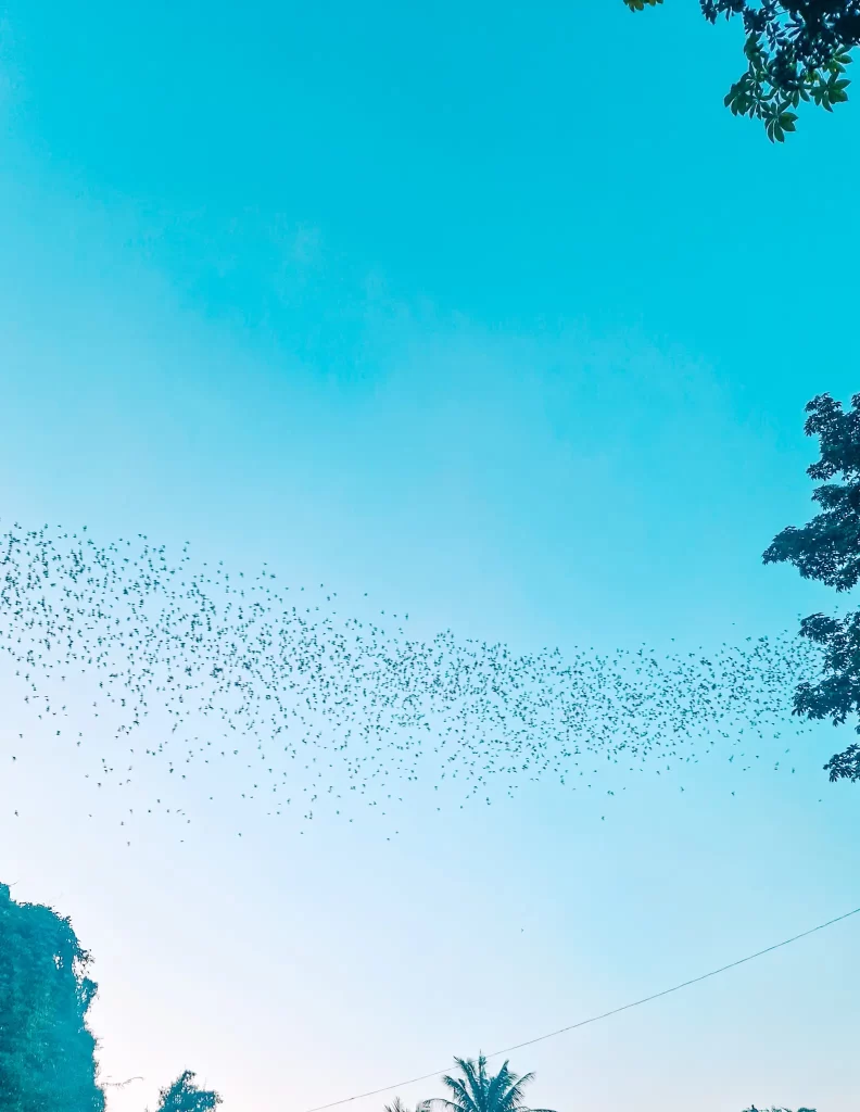 A mesmerizing swarm of bats streams across the sky at dusk, silhouetted against the soft blue glow of evening in Battambang—an unforgettable sight during 2 days in Battambang.