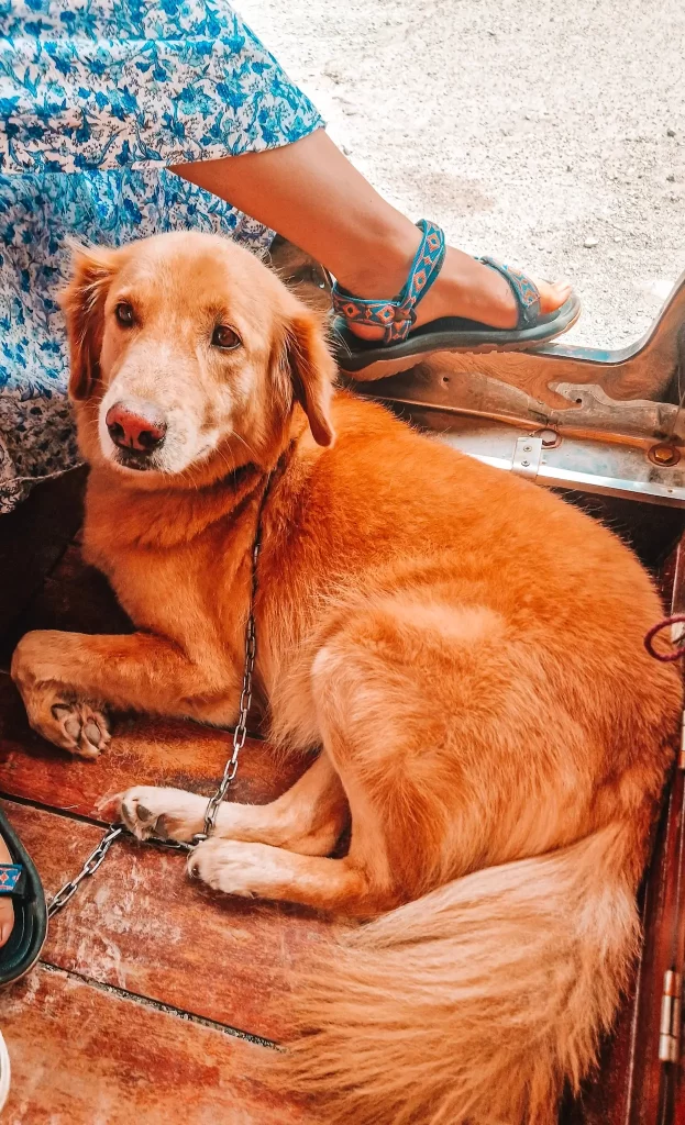Moo, a golden-brown dog with gentle eyes, lies on the wooden floor of a tuk-tuk next to a person wearing a blue floral dress and embroidered sandals. Moo’s sweet presence adds heartwarming charm to 2 days in Kampot.