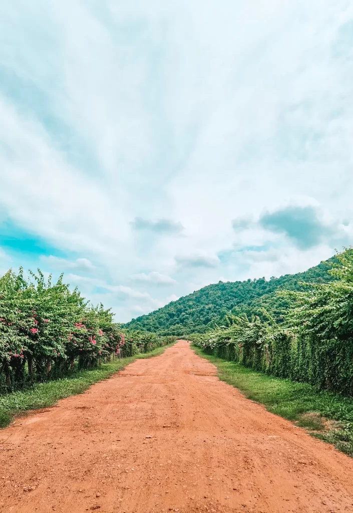 A red dirt road lined with lush pepper plants and flowering vines stretches toward a green hill under a wide, cloud-streaked sky at La Plantation in Kampot. A peaceful stroll like this is a must during 2 days in Kampot.