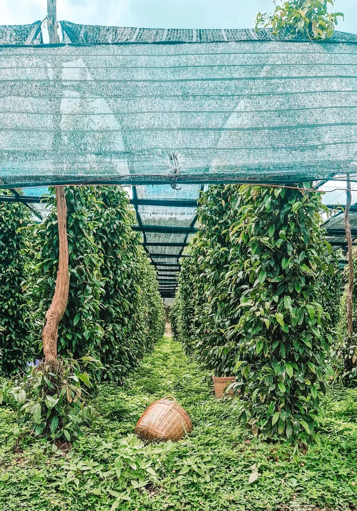Rows of tall, leafy pepper vines at La Plantation, shaded by green netting with wicker baskets on the ground ready for harvest. A walk through these vibrant pepper rows is a signature experience during 2 days in Kampot.