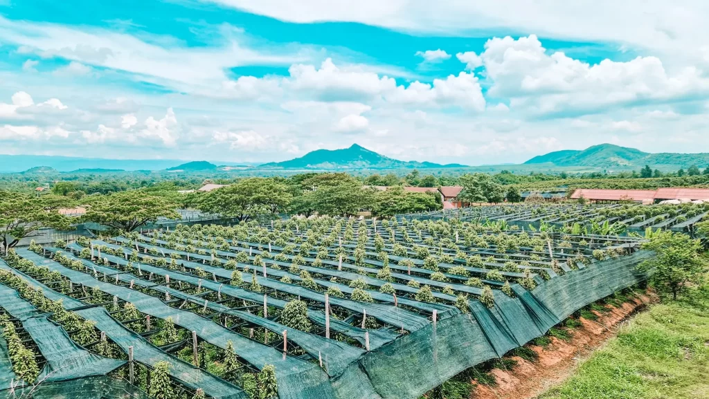 Wide-angle view of La Plantation pepper farm in Kampot, Cambodia, featuring orderly rows of pepper plants under shade netting with scenic green mountains in the background. Visiting this iconic farm is a top experience during 2 days in Kampot.