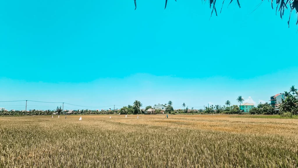 A golden rice field stretches out under a vibrant blue sky, with scattered white scarecrows and small distant homes lined with palm trees on the horizon.
