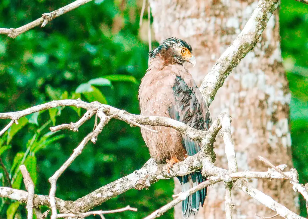 A crested serpent eagle perches on a mossy tree branch, its sharp orange eyes scanning the rainforest surroundings with dense green foliage in the background.