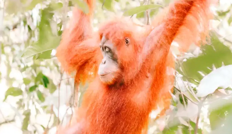 A side profile of a wild orangutan mid-swing, framed by tropical leaves and softly dappled light—an unforgettable highlight of Sumatra's off the beaten track adventures.