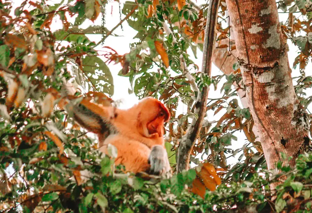 A male proboscis monkey perched on a tree branch amid dense jungle foliage, spotted during a Kinabatangan River cruise.