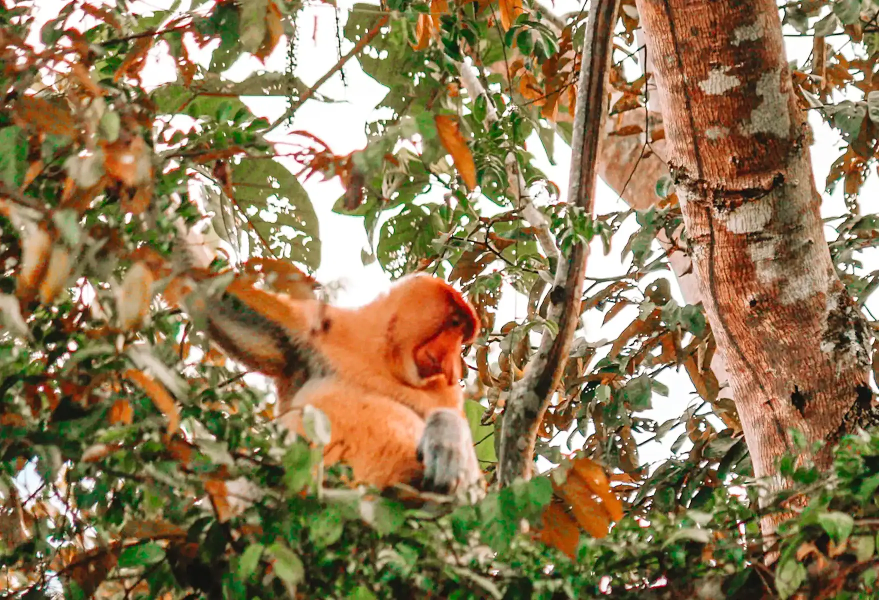 A close-up of a proboscis monkey with its distinctive nose, sitting high in the trees—a key species to spot on a Kinabatangan River cruise.
