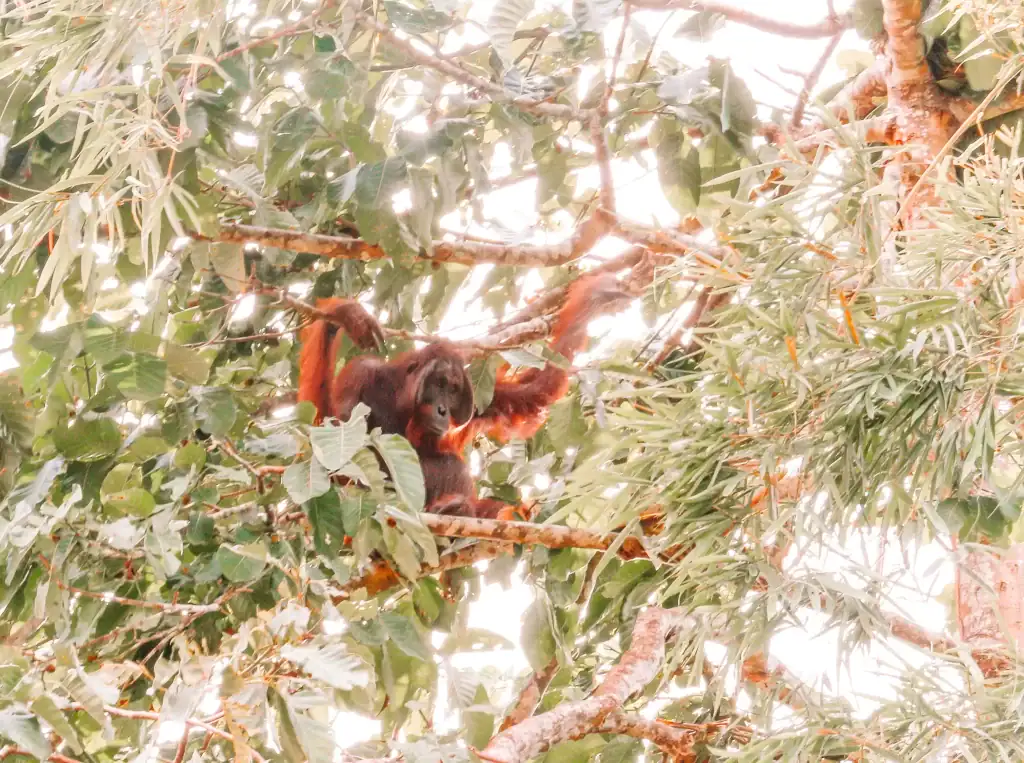 A wild orangutan climbs through thick canopy branches in the Borneo rainforest, a rare and thrilling sighting on a Kinabatangan River trip.