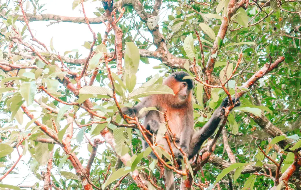 A red-bearded monkey rests in a leafy tree, its reddish fur blending into the surroundings.