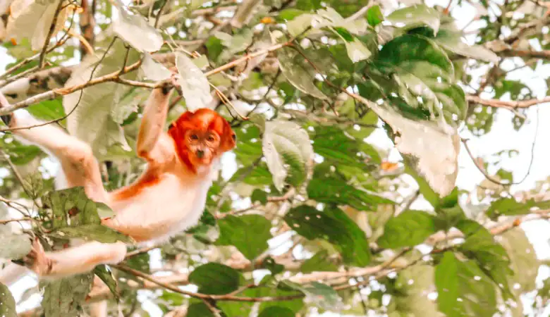 A baby proboscis monkey hangs playfully from a tree branch, its red-tinted fur glowing in the sunlight, making it a favorite among Kinabatangan travel guide wildlife highlights.