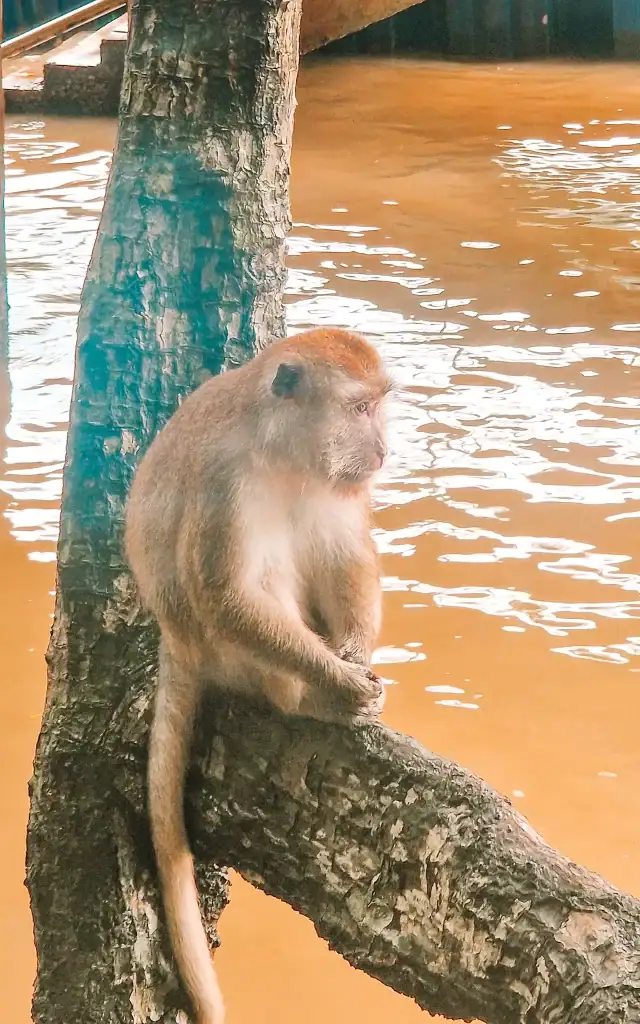 A long-tailed macaque sits pensively on a tree branch by the water at Kilim Geoforest Park, its fur catching the golden reflection from the river below.