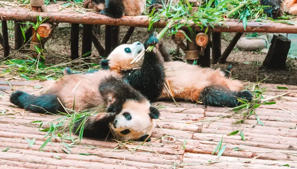 Playful panda cubs lie on their backs on a wooden platform, nibbling on bamboo leaves and interacting with one another.