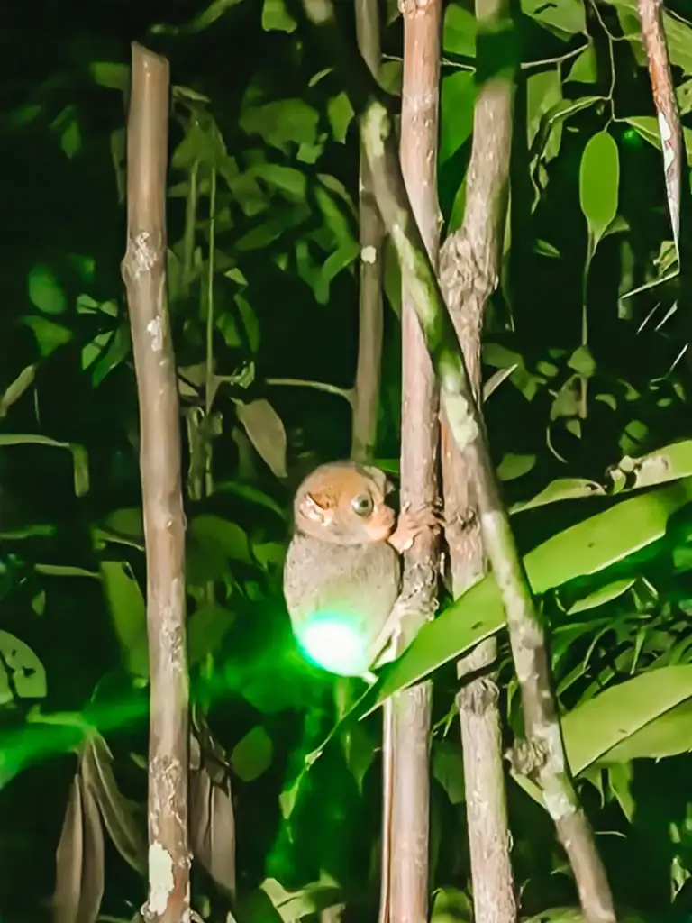 A tiny tarsier clings to a branch during a nighttime jungle walk, its large round eyes reflecting light—an unforgettable wildlife sighting in Borneo.