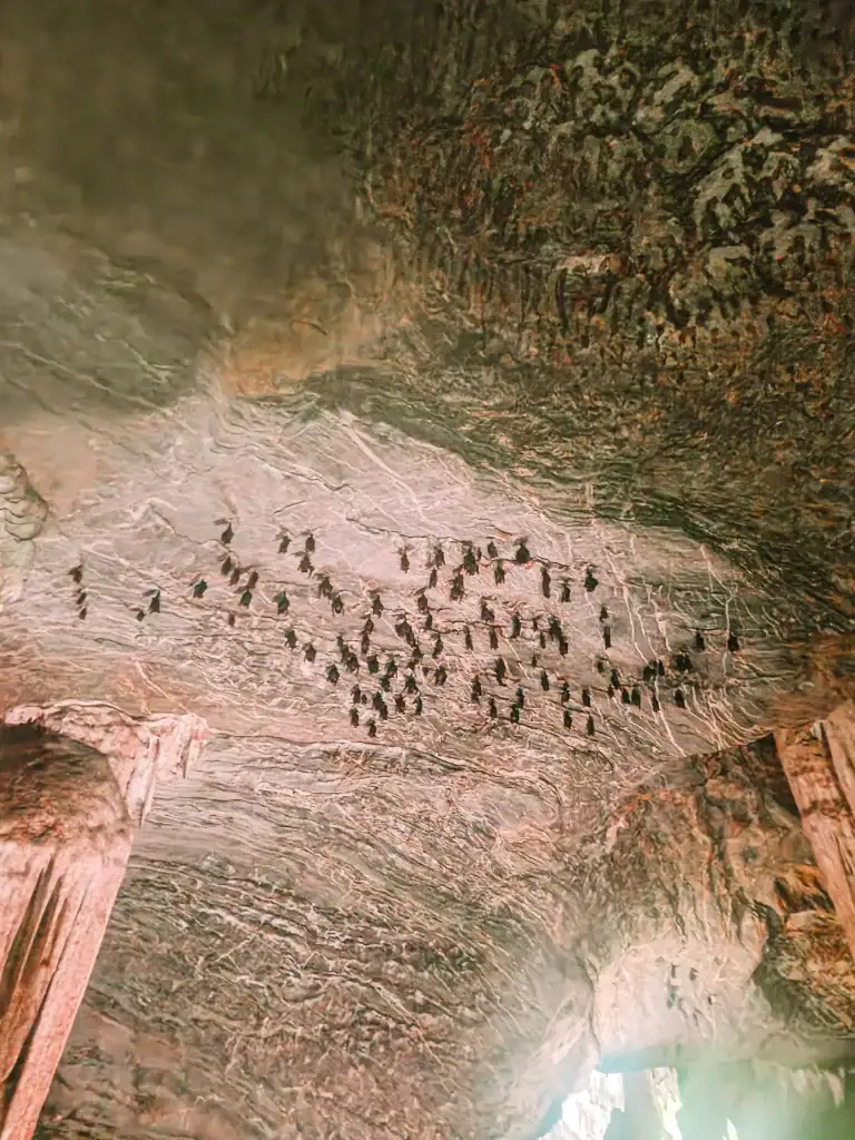 A cluster of bats clings to the textured limestone ceiling of a cave in Kilim Karst Geoforest Park, Langkawi—an eerie yet fascinating nature stop on a 3 week Malaysia itinerary.