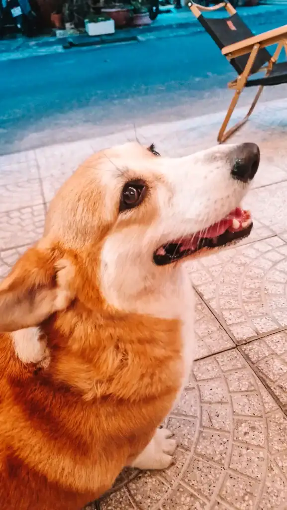 A close-up of Alo, a fluffy corgi with orange and white fur, looking up with an open-mouthed smile while sitting on a tiled sidewalk. A wooden café chair and blurred street in the background suggest an outdoor café setting.