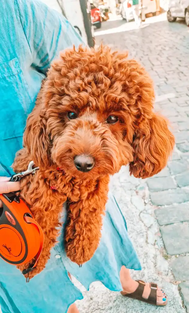 A fluffy reddish-brown poodle being held close on a cobblestone street in Albania, showcasing the country’s pet-friendly culture and walkable historic towns.