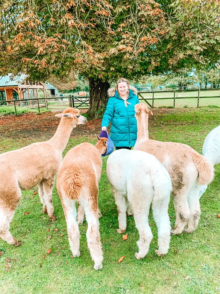 Em, bundled in a teal coat, stands in a grassy paddock surrounded by a group of curious alpacas. A charming and interactive countryside activity, perfect for animal lovers.