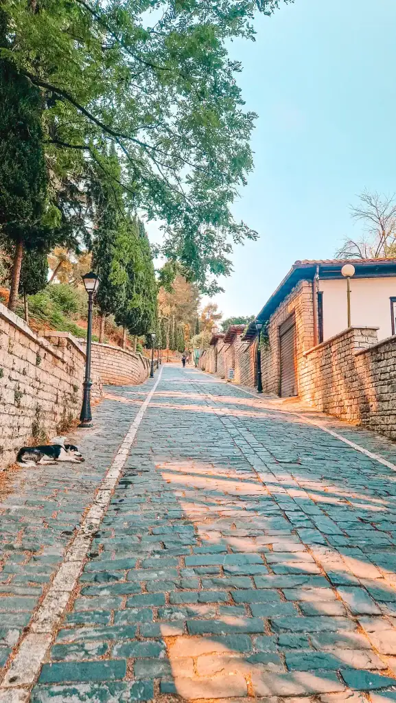 Steep cobblestone street lined with stone walls and cypress trees in Berat, with a black and white dog resting in the shade.