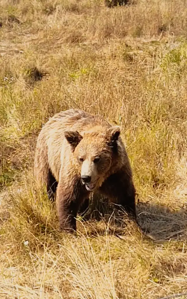A grizzly bear walks through tall golden grass in an open meadow under bright sunlight. Its mouth is slightly open and its fur looks thick and golden-brown.