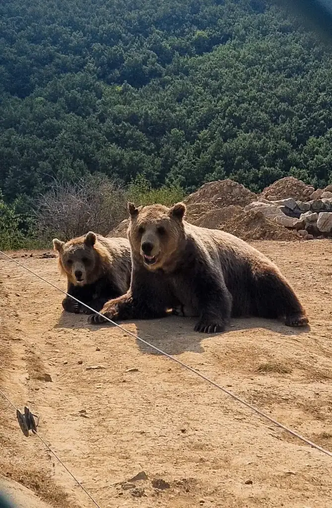 Two brown bears rest on dusty ground near a wire fence, with a dense green forest covering the hill in the background. One bear is laying down while the other is sitting alert.