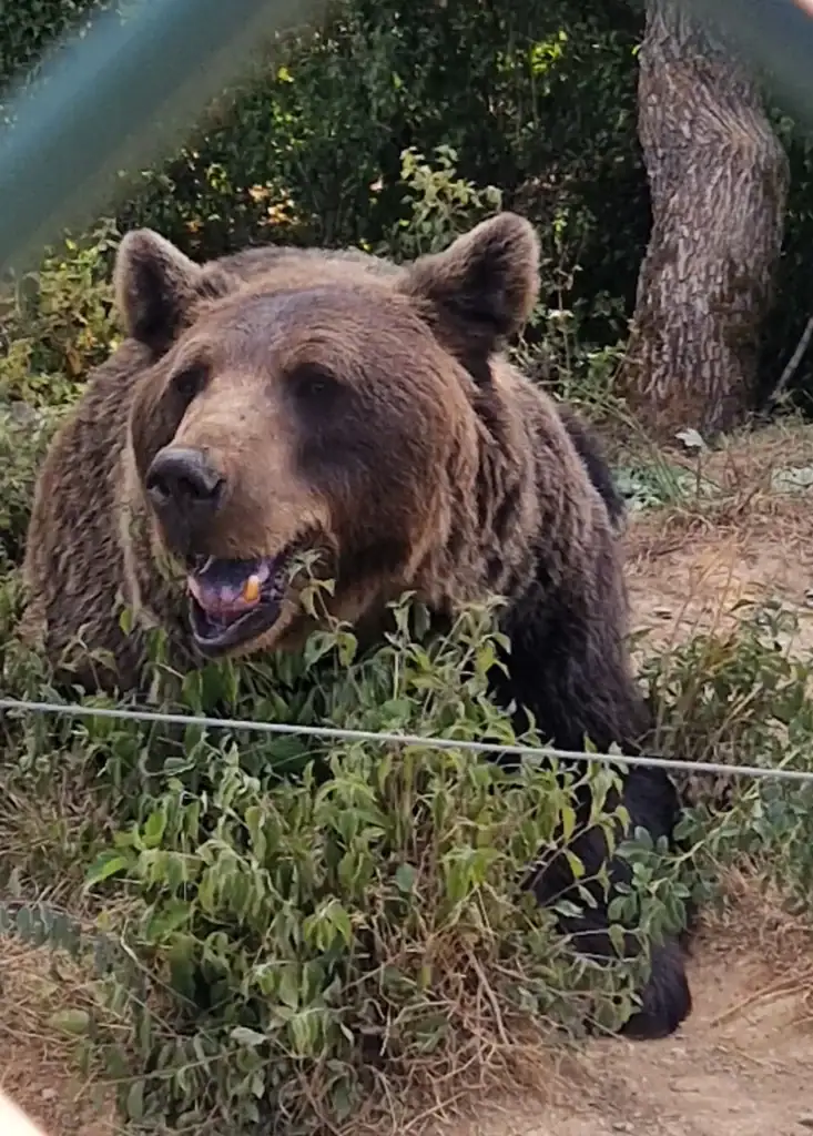A large brown bear lounges among tall green plants, chewing on something orange. The bear is behind a wire fence with leafy trees and a large trunk in the background.