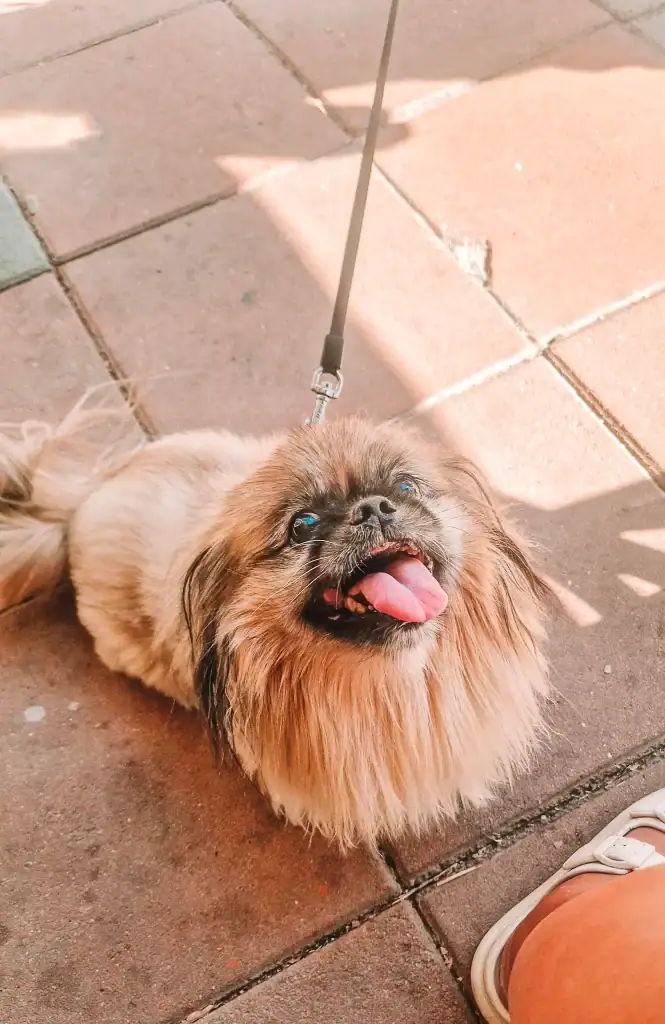A fluffy, tan-coloured dog on a leash, panting happily with its tongue out, sitting on terracotta tiles in a café’s outdoor area. The pup looks up cheerfully, enjoying the outing.